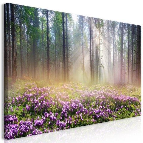 Obraz, Leśna Łąka - Las, Natura Obraz, Leśna Łąka - Las, Natura