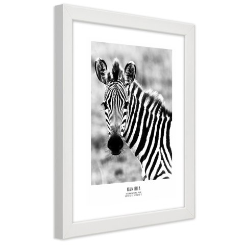 Plakat w białej ramie - Ciekawska zebra Plakat w białej ramie - Ciekawska zebra