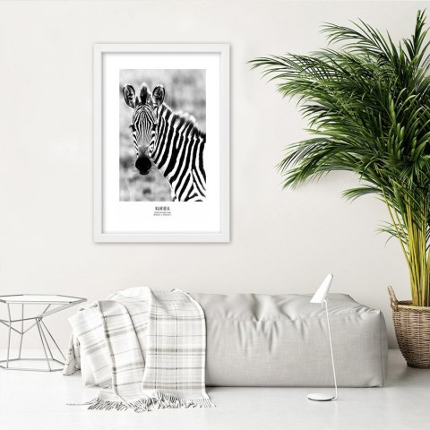 Plakat w białej ramie - Ciekawska zebra Plakat w białej ramie - Ciekawska zebra