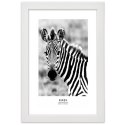 Plakat w białej ramie - Ciekawska zebra