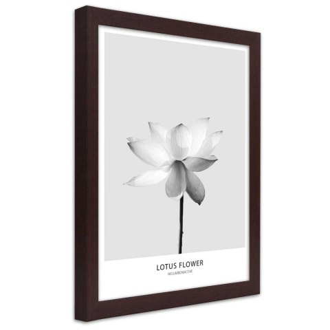 Plakat w brązowej ramie - Biały kwiat lotosu Plakat w brązowej ramie - Biały kwiat lotosu