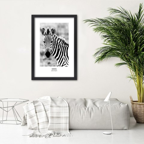 Plakat w czarnej ramie - Ciekawska zebra Plakat w czarnej ramie - Ciekawska zebra