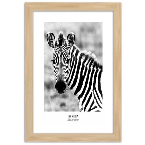 Plakat w drewnianej ramie - Ciekawska zebra Plakat w drewnianej ramie - Ciekawska zebra