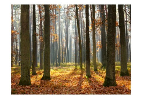 Fototapeta - Jesień, Las 3D, iluzja Fototapeta - Jesień, Las 3D, iluzja
