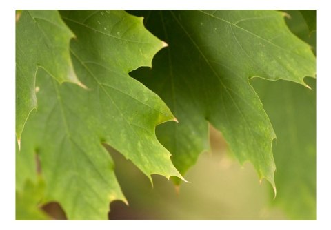 Fototapeta - Liście, ZIelona, Natura Fototapeta - Liście, ZIelona, Natura