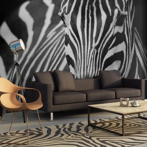 Fototapeta - Zebra afrykańska