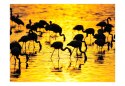 Fototapeta - flamingi na jeziorze