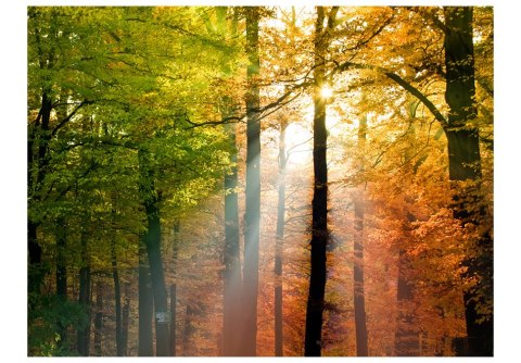 Fototapeta - Las jesienią, drzewa Fototapeta - Las jesienią, drzewa