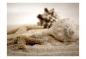 Fototapeta - Plaża i muszelka