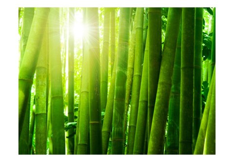 Fototapeta - Zielona, Natura, Bambus Fototapeta - Zielona, Natura, Bambus
