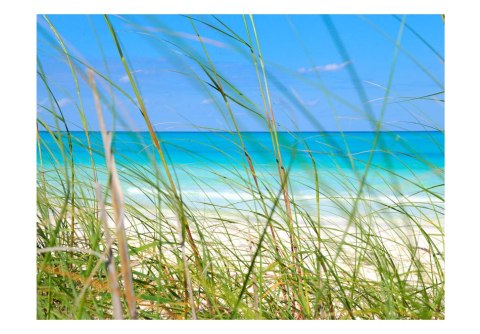 Fototapeta - Lazurowa plaża i trawa Fototapeta - Lazurowa plaża i trawa