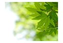 Fototapeta - Liście, Zielona, Natura