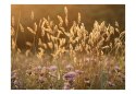 Fototapeta - Zboże, rośliny, natura