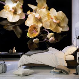 Fototapeta - Orchidee Ecru, Czerń