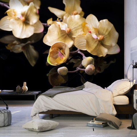 Fototapeta - Orchidee Ecru, Czerń Fototapeta - Orchidee Ecru, Czerń