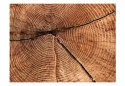 Fototapeta - Pień drzewa Słoje drewna
