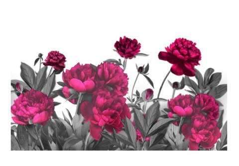 Fototapeta Samoprzylepna - 490x280 Fioletowe kwiaty Fototapeta Samoprzylepna - 490x280 Fioletowe kwiaty