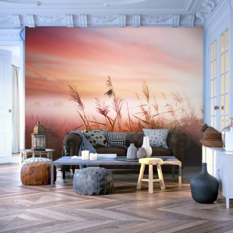 Fototapeta - Łąka o świcie, natura Fototapeta - Łąka o świcie, natura