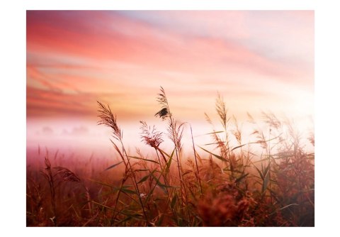 Fototapeta - Łąka o świcie, natura Fototapeta - Łąka o świcie, natura