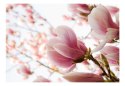 Fototapeta - Różowa magnolia