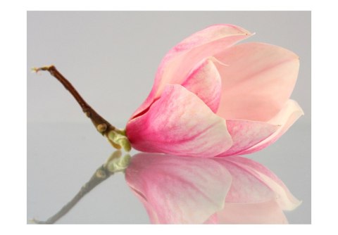 Fototapeta - Samotny kwiat magnolii Fototapeta - Samotny kwiat magnolii
