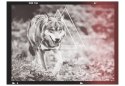 Fototapeta - Nowoczesna, Szary Wilk