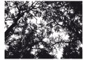 Fototapeta - Czarno-biały las, dekor
