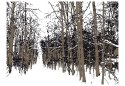 Fototapeta - Rysowane drzewa, jasna