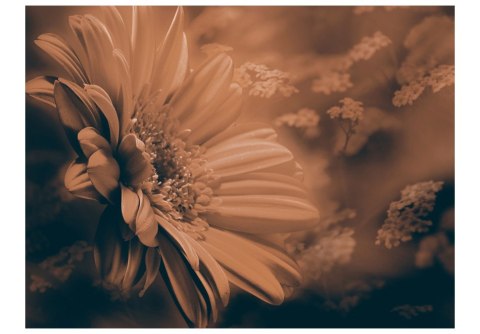 Fototapeta - Gerbera w brązach Fototapeta - Gerbera w brązach
