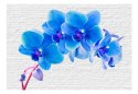 Fototapeta - Błękitne orchidee