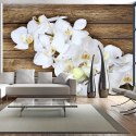 Fototapeta - Orchidea na drewnie