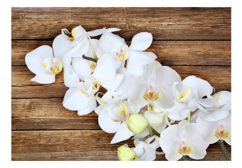 Fototapeta - Orchidea na drewnie Fototapeta - Orchidea na drewnie