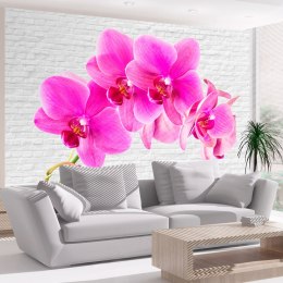 Fototapeta - Różowe orchidee i biel