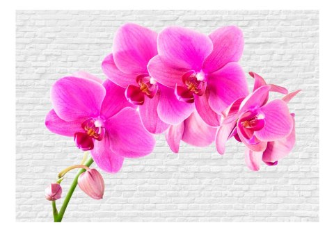 Fototapeta - Różowe orchidee i biel Fototapeta - Różowe orchidee i biel
