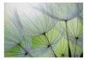 Fototapeta - Natura, dmuchawce, kwiat