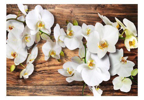 Fototapeta - orchidea i drewno Fototapeta - orchidea i drewno