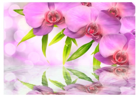 Fototapeta - Orchidee w kolorze lila Fototapeta - Orchidee w kolorze lila
