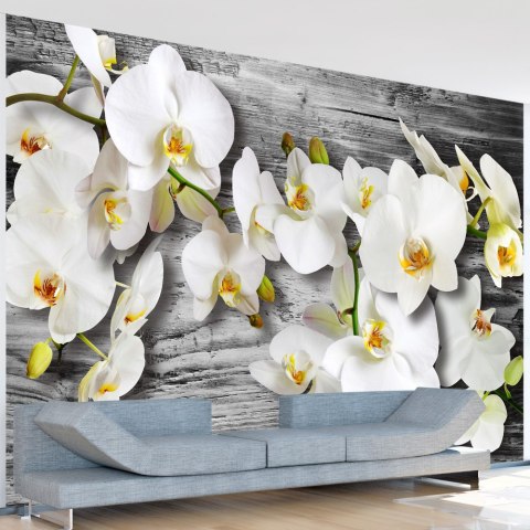 Fototapeta - Oziębłe orchidee III Fototapeta - Oziębłe orchidee III