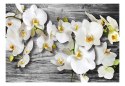 Fototapeta - Oziębłe orchidee III