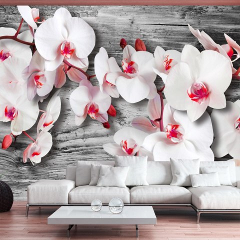 Fototapeta - Oziębłe orchidee Fototapeta - Oziębłe orchidee