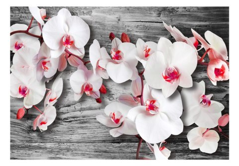Fototapeta - Oziębłe orchidee Fototapeta - Oziębłe orchidee