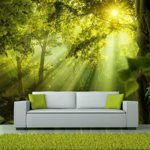 Fototapeta - Słońce, Las i Natura Fototapeta - Słońce, Las i Natura