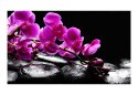 Fototapeta - Fioletowe Orchidee