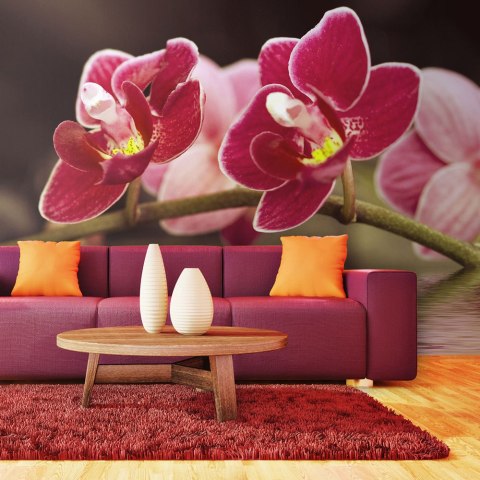 Fototapeta - Delikatne orchidee na wodzie Fototapeta - Delikatne orchidee na wodzie