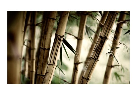 Fototapeta - Las Bambusowy, Natura Fototapeta - Las Bambusowy, Natura