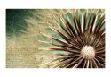 Fototapeta - Dmuchawiec i napisy