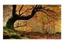 Fototapeta - Jesień, las i liście