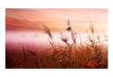 Fototapeta - Łąka o świcie