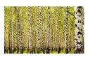 Fototapeta - Las brzozowy, Wiosna