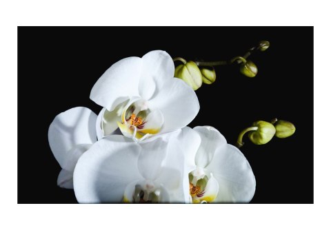 Fototapeta - Biały Kwiat Phalaenopsis Fototapeta - Biały Kwiat Phalaenopsis
